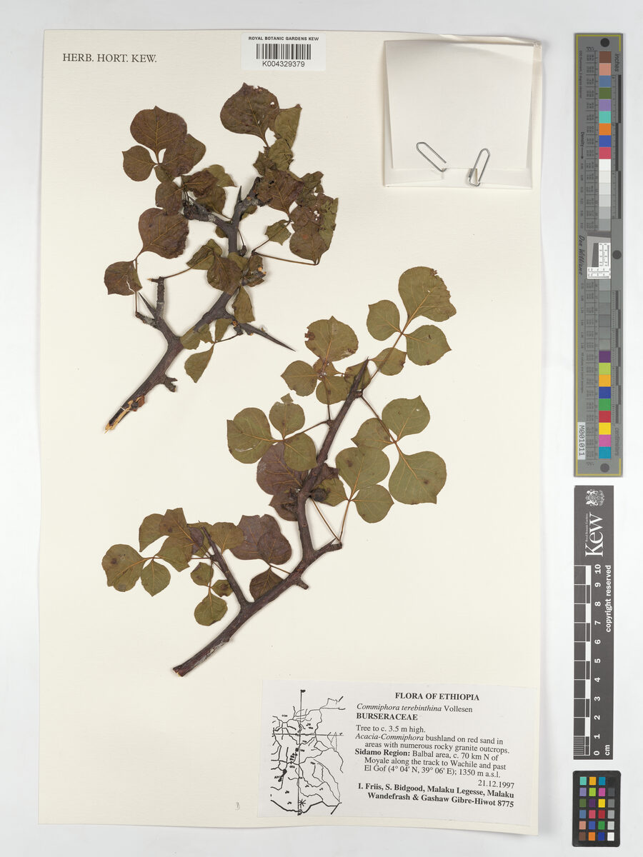 Commiphora terebinthina — photo