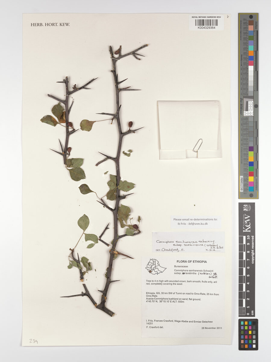 Commiphora terebinthina