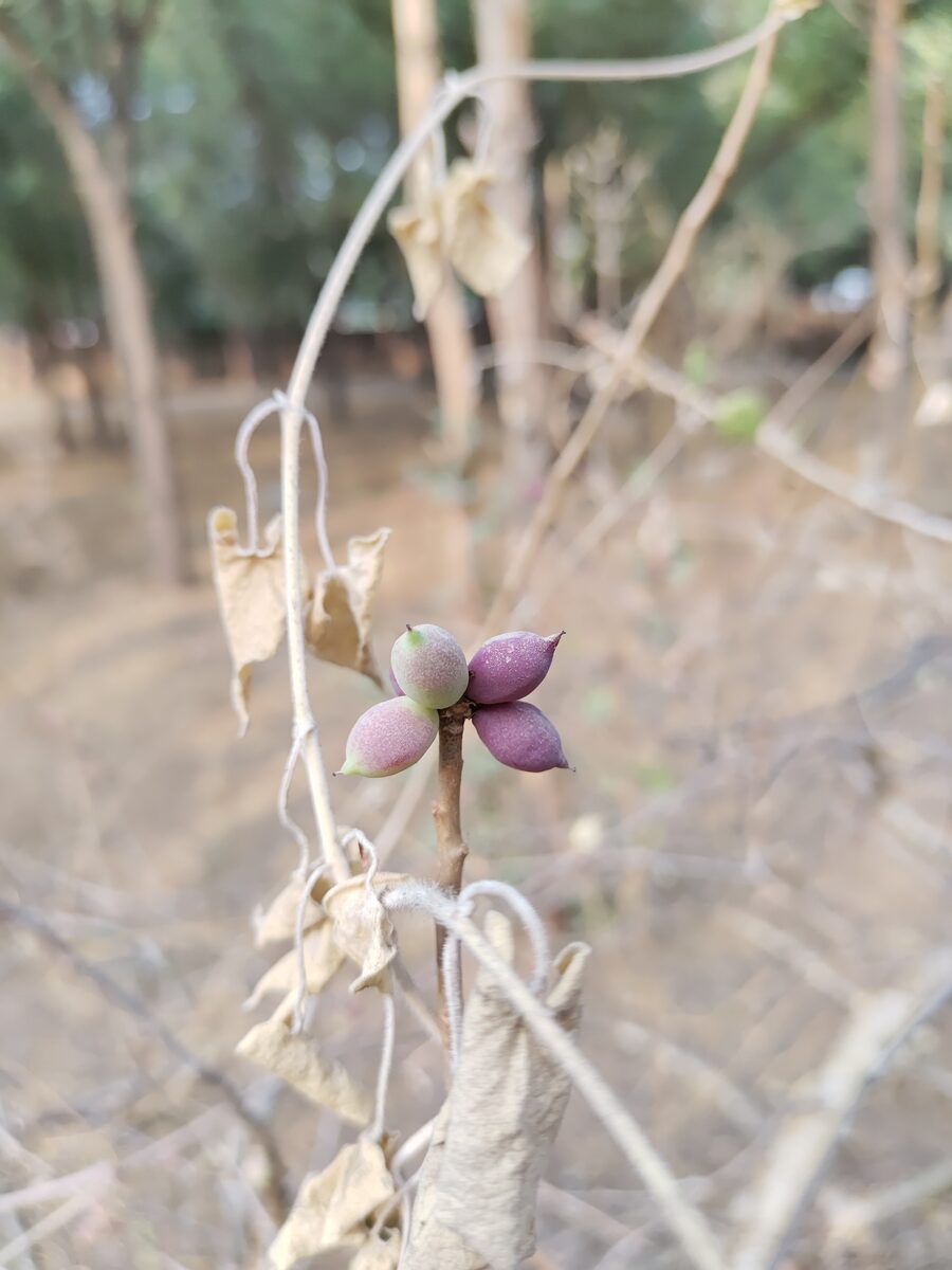 Commiphora wightii - (Arn.) Bhandari. (Guggul) — photo