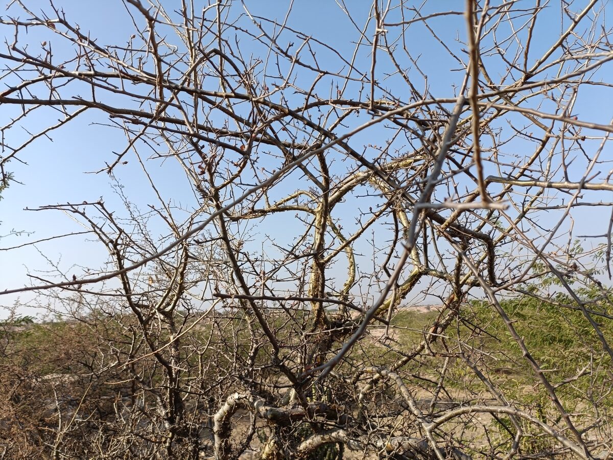 Commiphora wightii - (Arn.) Bhandari. (Guggul) — photo