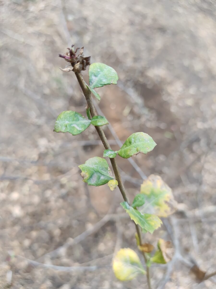 Commiphora wightii - (Arn.) Bhandari.