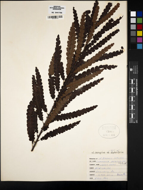 Comptonia peregrina asplenifolia - (L.)Fernald. (Sweet Fern) — photo