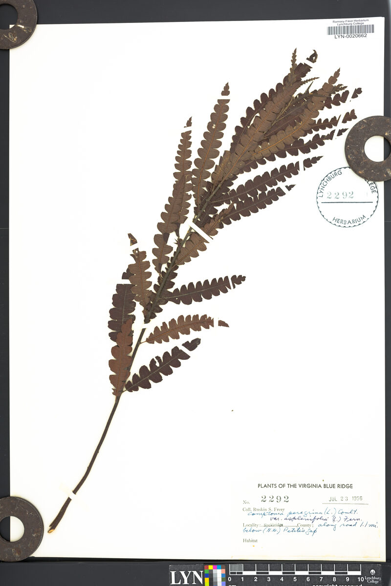 Comptonia peregrina asplenifolia - (L.)Fernald. (Sweet Fern) — photo