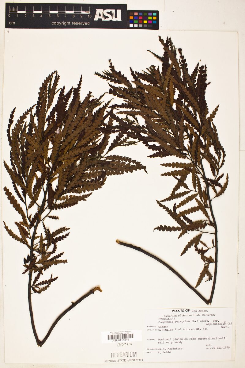 Comptonia peregrina asplenifolia - (L.)Fernald.