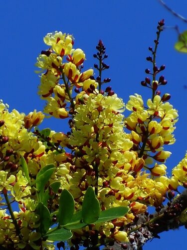 Condalia hookeri (Bluewood) — photo