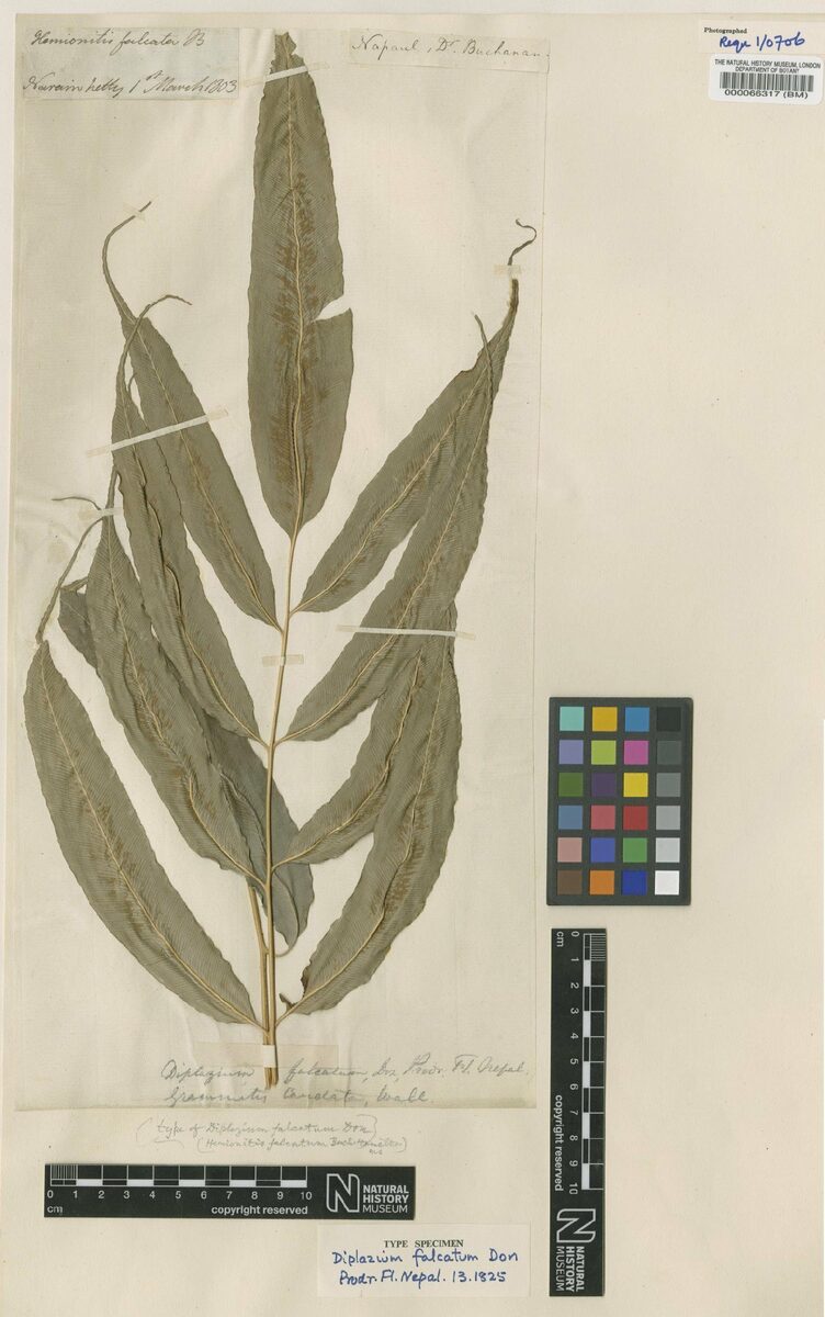 Coniogramme falcata