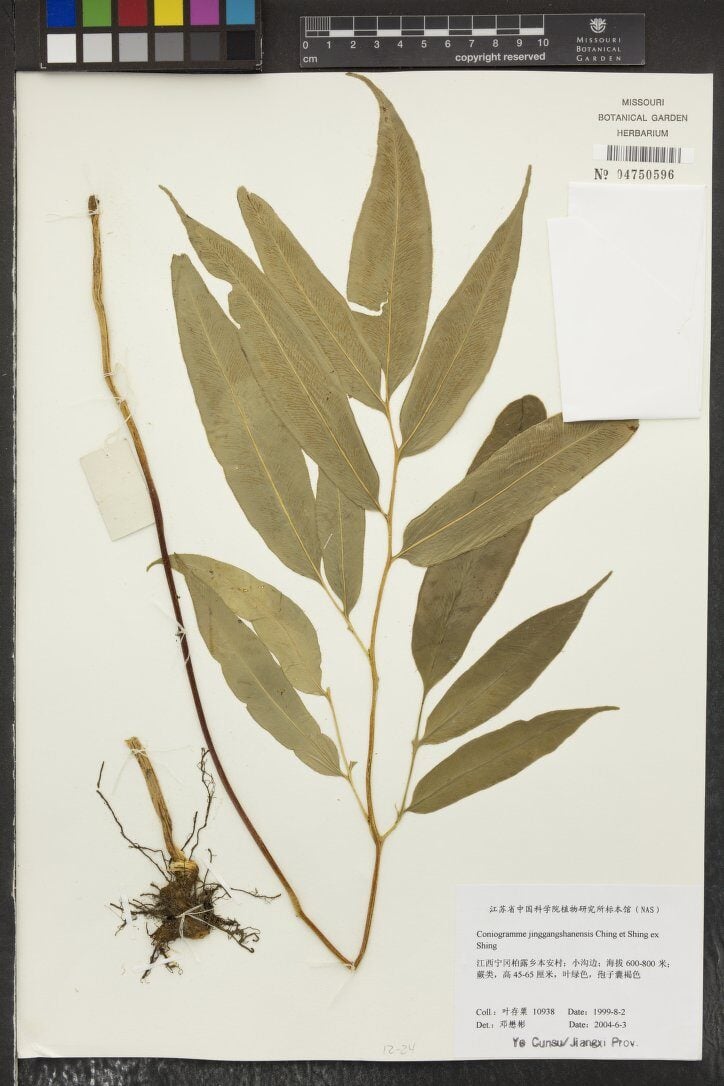 Coniogramme jinggangshanensis