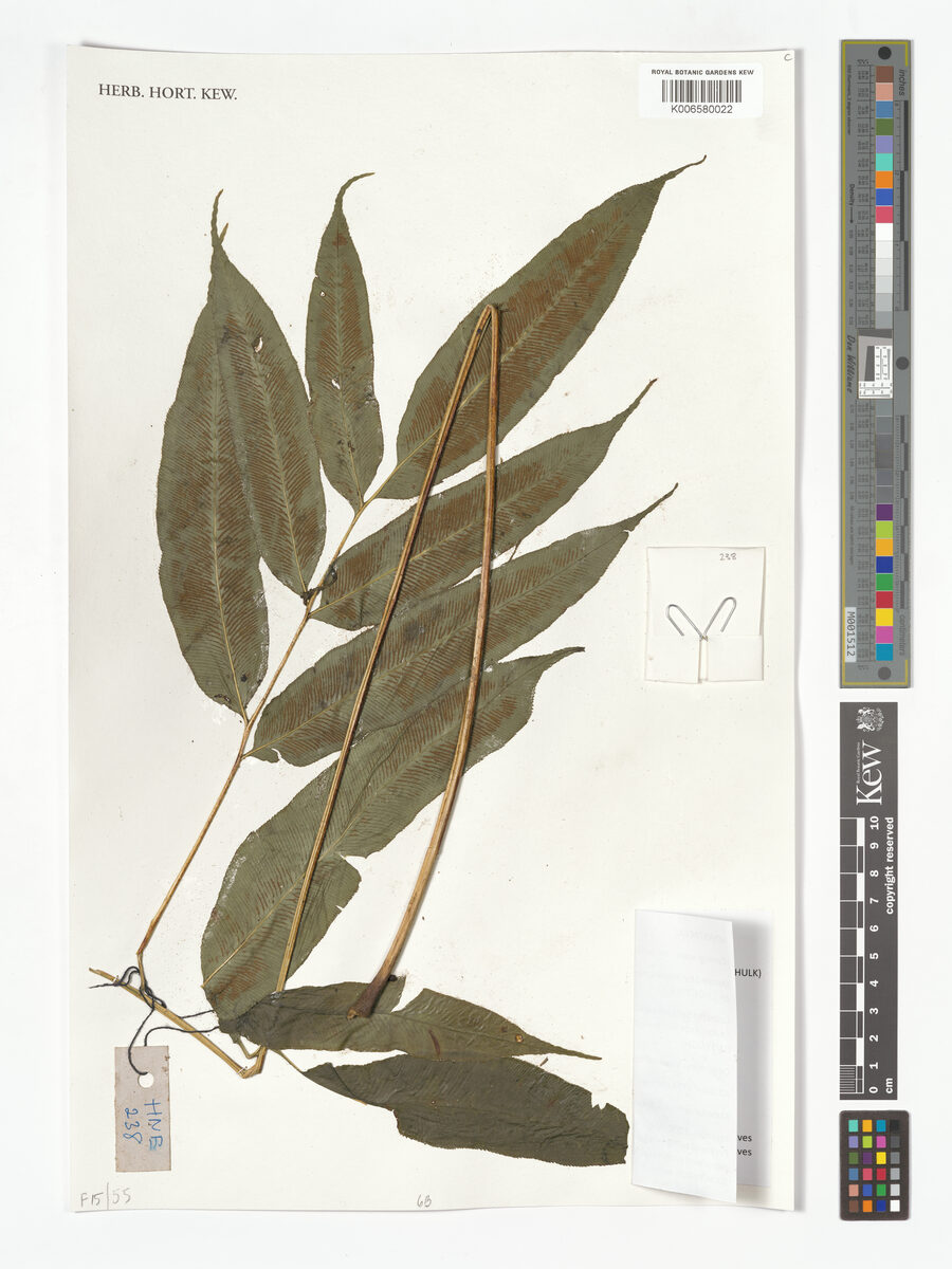 Coniogramme robusta — photo