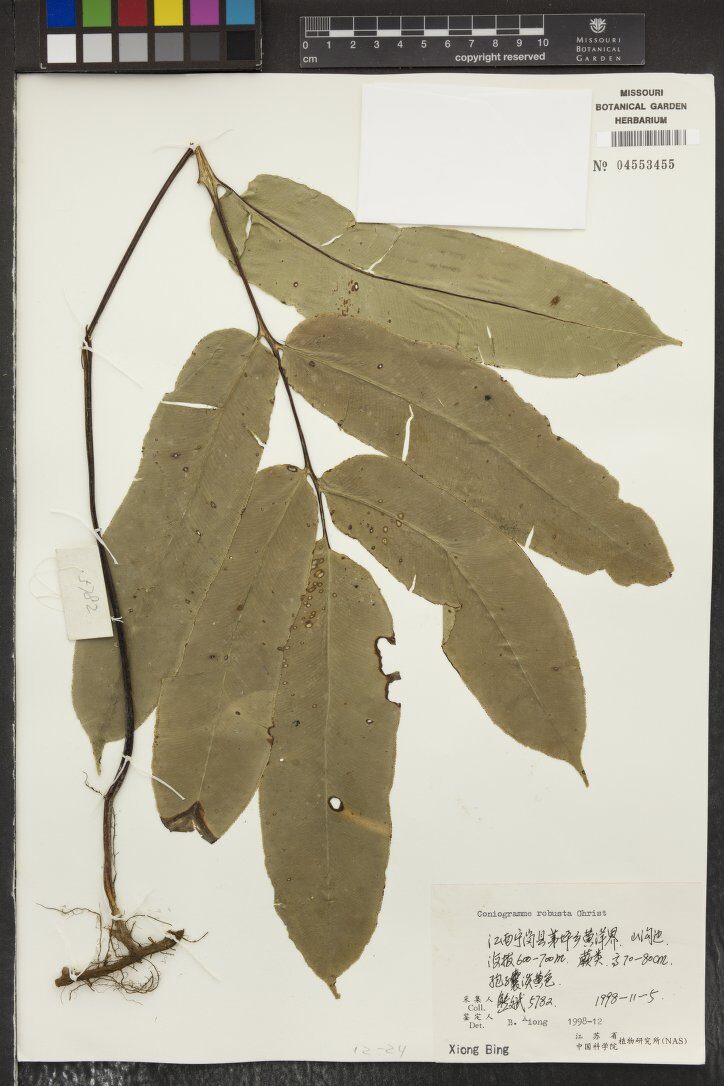 Coniogramme robusta — photo