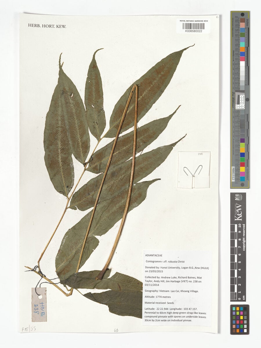 Coniogramme robusta
