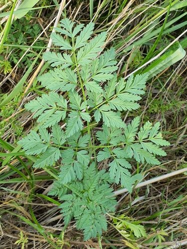 Conium maculatum (Hemlock) — photo