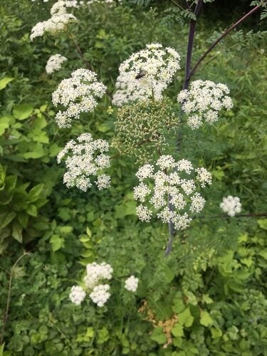 Conium maculatum