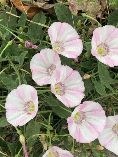 Convolvulus arvensis (Field bindweed) — photo