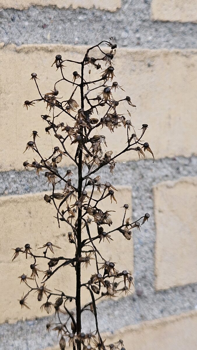 Conyza canadensis - (L.)Cronquist. (Common Horseweed) — photo