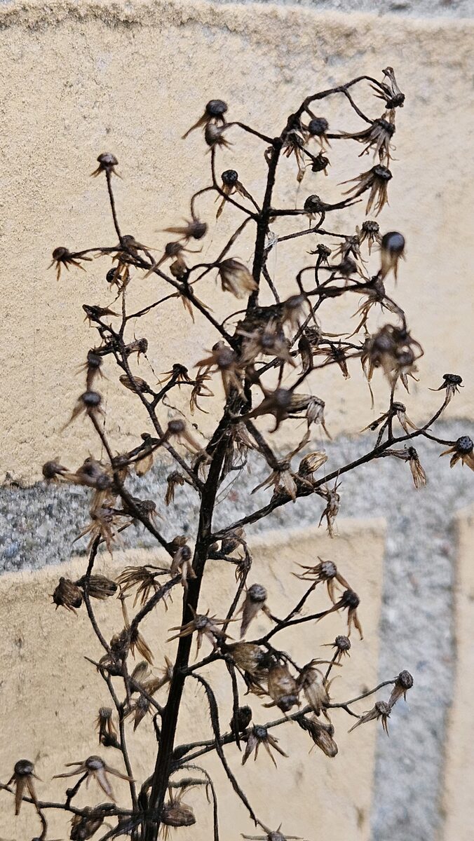 Conyza canadensis - (L.)Cronquist. (Common Horseweed) — photo