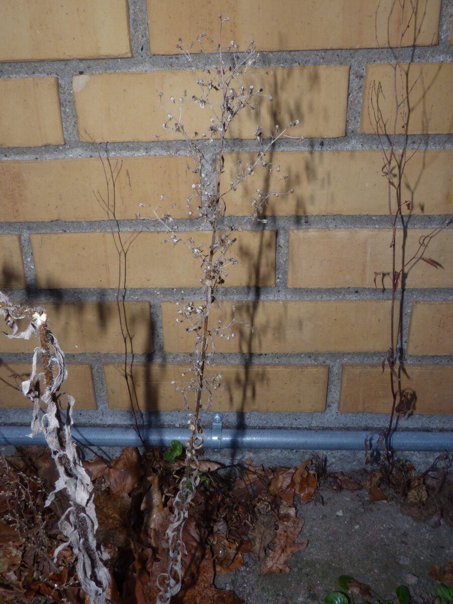 Conyza canadensis - (L.)Cronquist.
