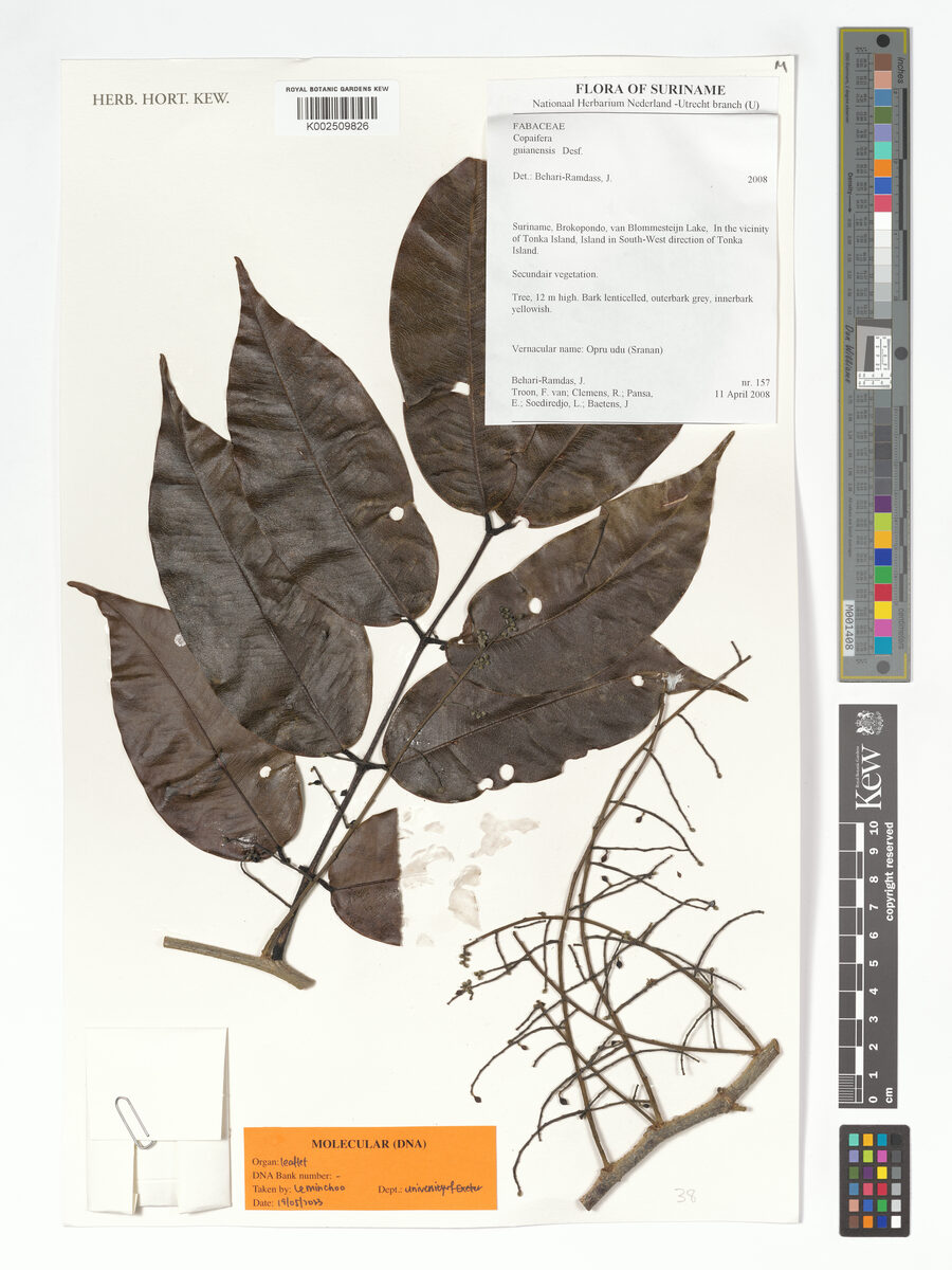 Copaifera guyanensis (Hoepel) — photo