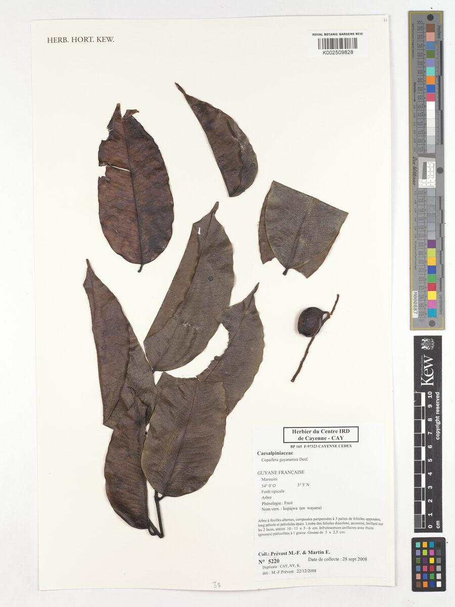 Copaifera guyanensis (Hoepel) — photo