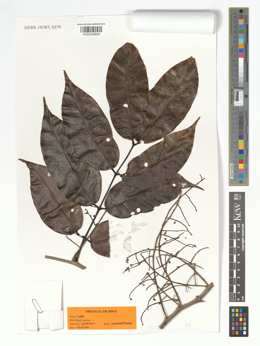 Copaifera guyanensis