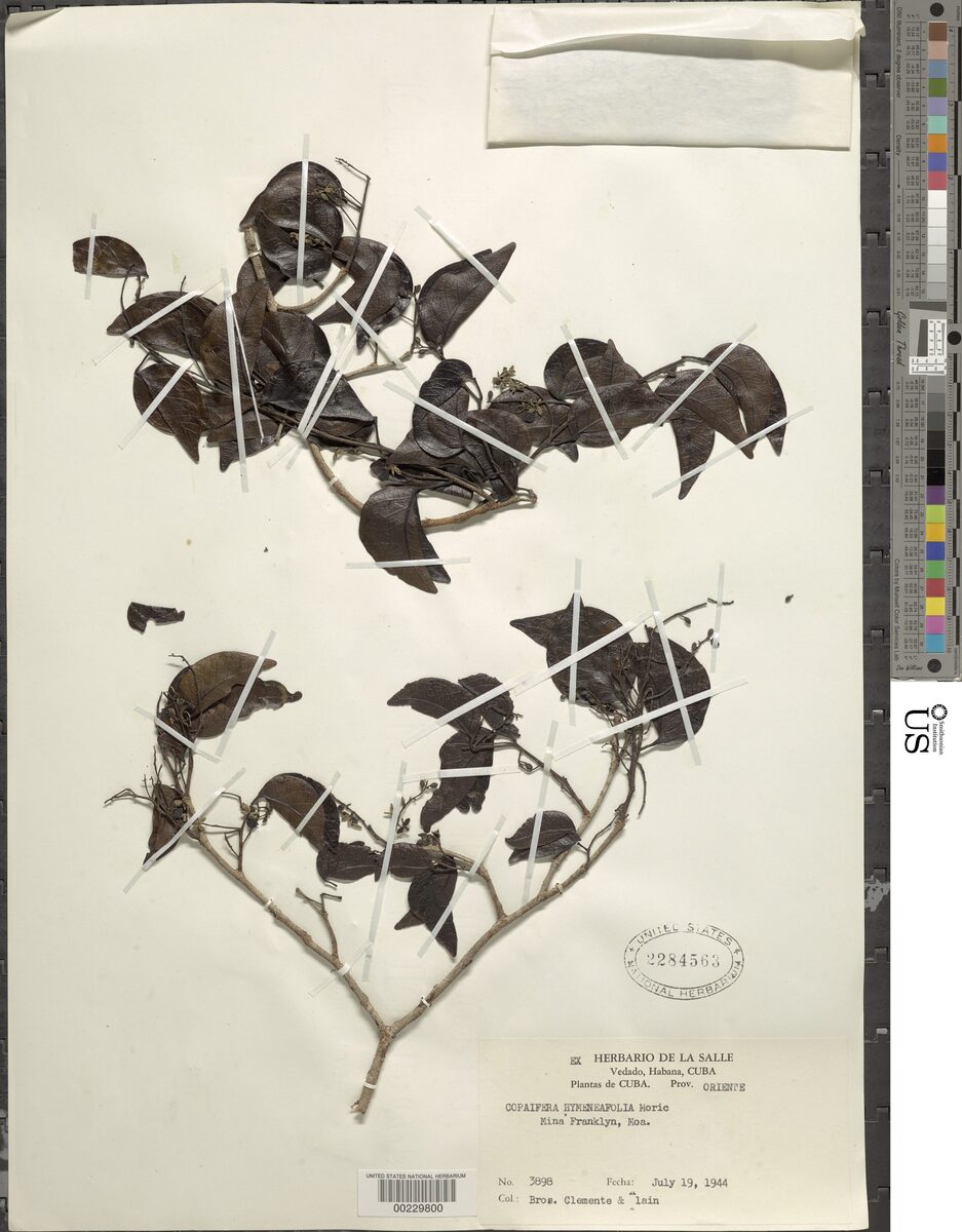 Copaifera hymenaeifolia (Mosibe) — photo
