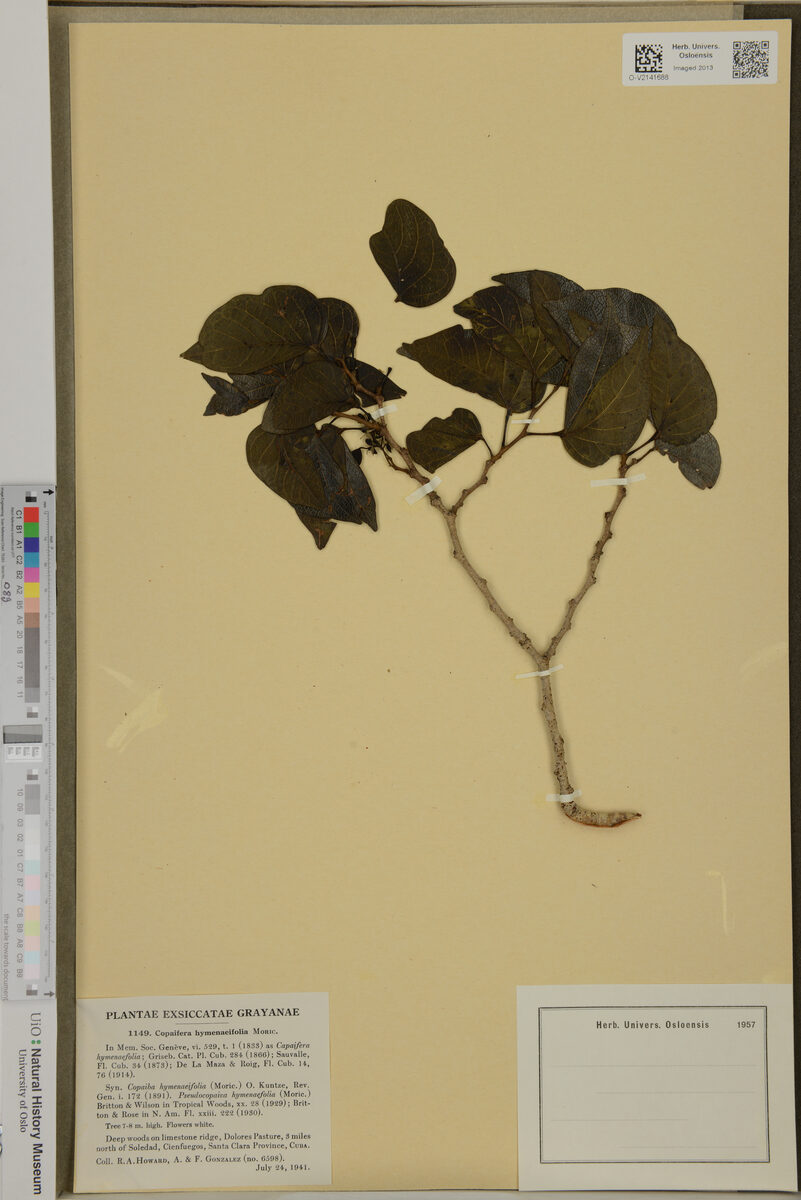 Copaifera hymenaeifolia (Mosibe) — photo