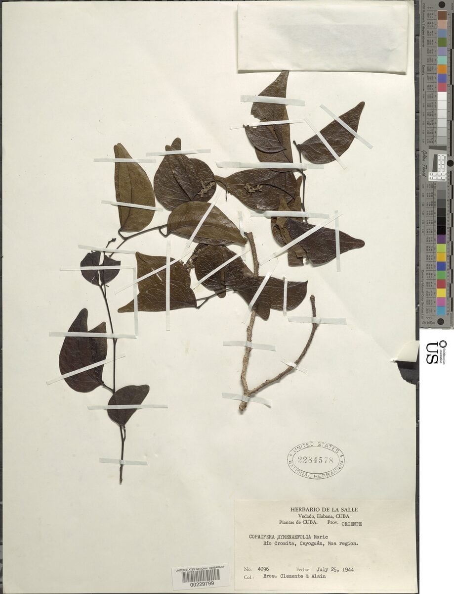 Copaifera hymenaeifolia