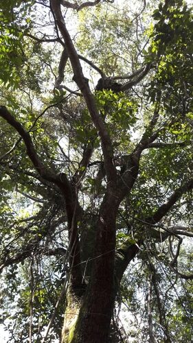Copaifera langsdorffii (Copaiba) — photo