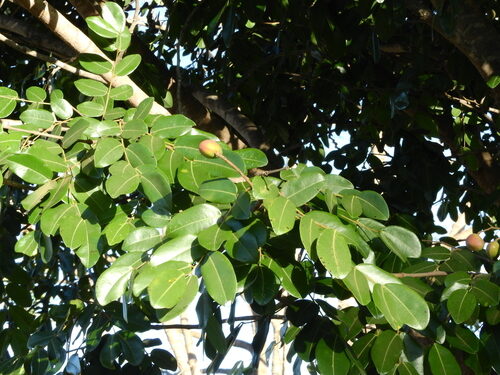 Copaifera langsdorffii (Copaiba) — photo