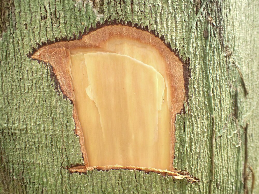 Copaifera mildbraedii (Tawolokola) — photo