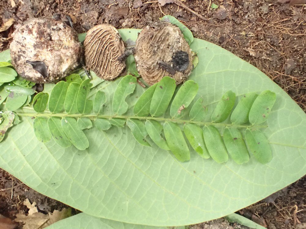 Copaifera mildbraedii (Tawolokola) — photo