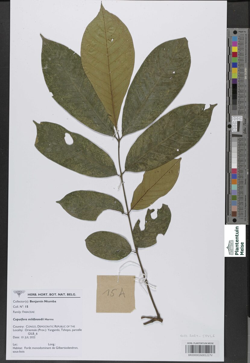 Copaifera mildbraedii