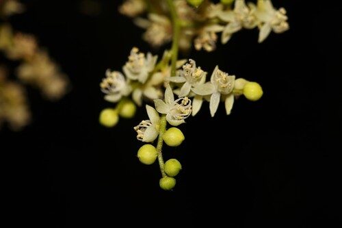 Copaifera officinalis (Copaiba Balsam) — photo