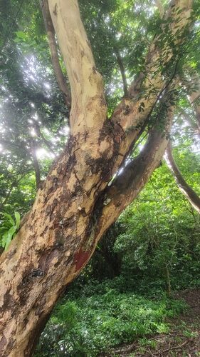 Copaifera officinalis (Copaiba Balsam) — photo