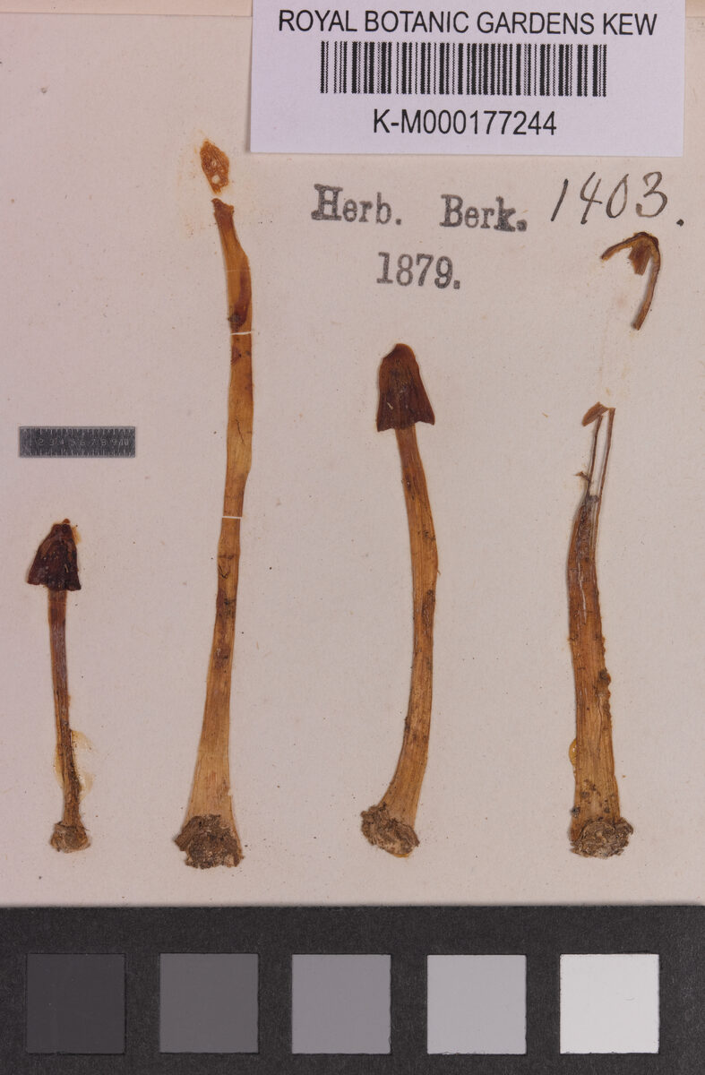 Coprinus castaneus — photo