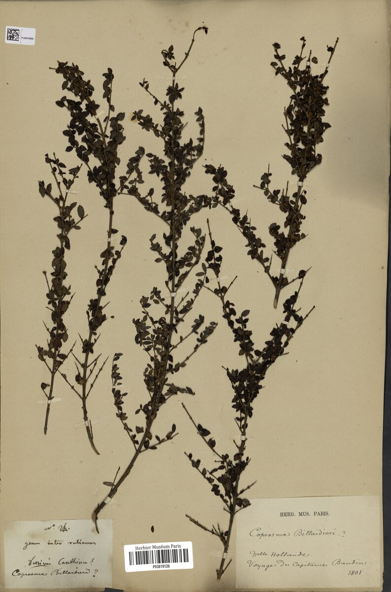 Coprosma billardieri (Native Currant) — photo