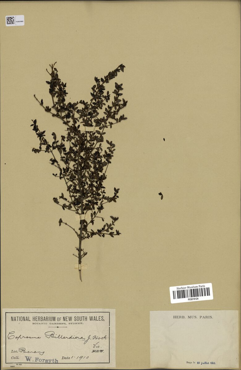 Coprosma billardieri (Native Currant) — photo