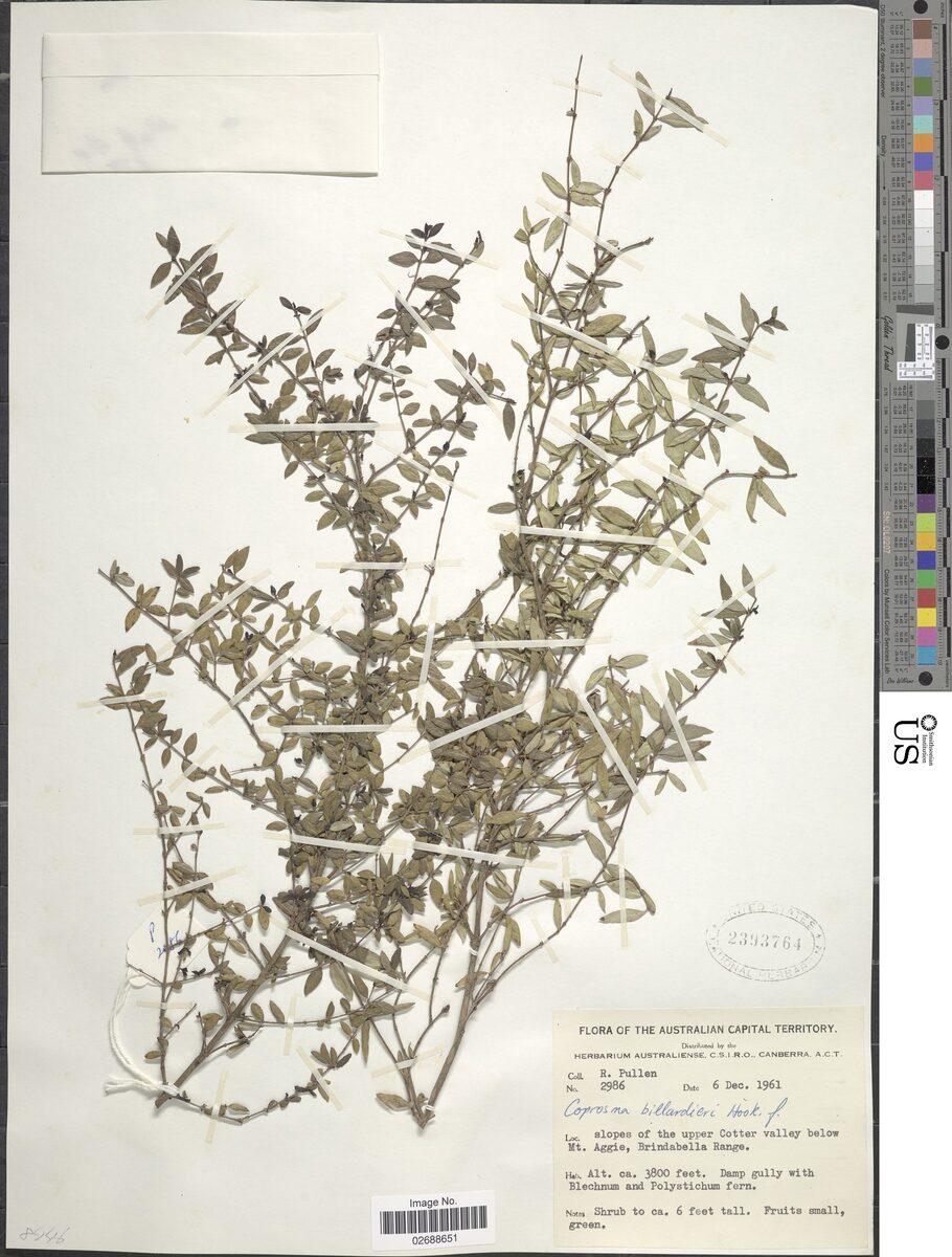 Coprosma billardieri