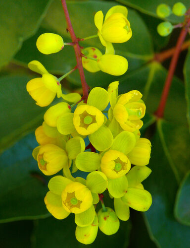 Coprosma lucida (Karamu) — photo