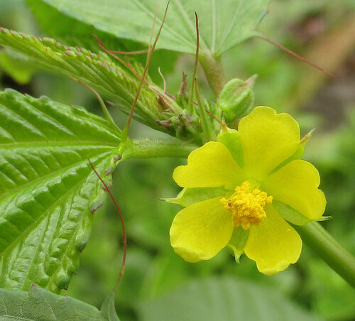 Corchorus capsularis (White Jute) — photo
