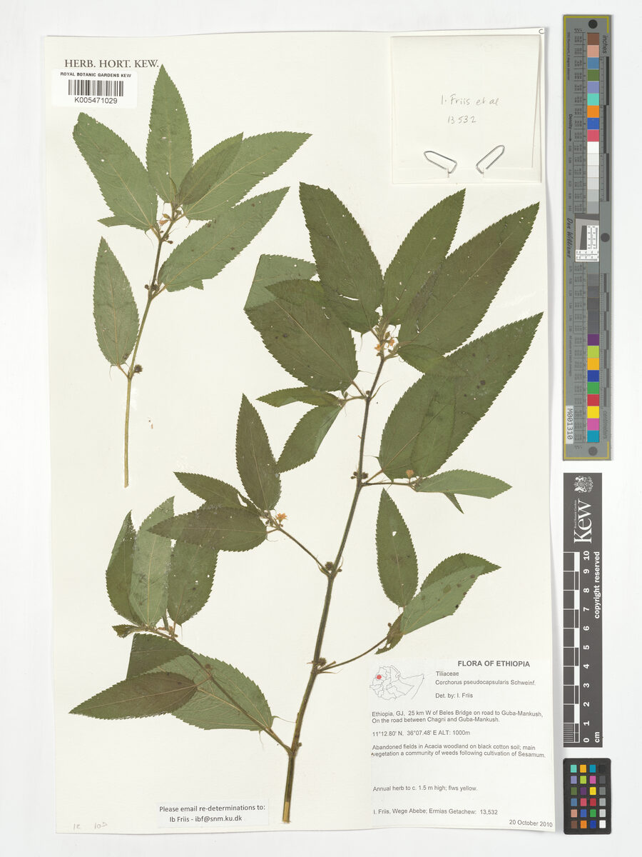 Corchorus pseudocapsularis — photo
