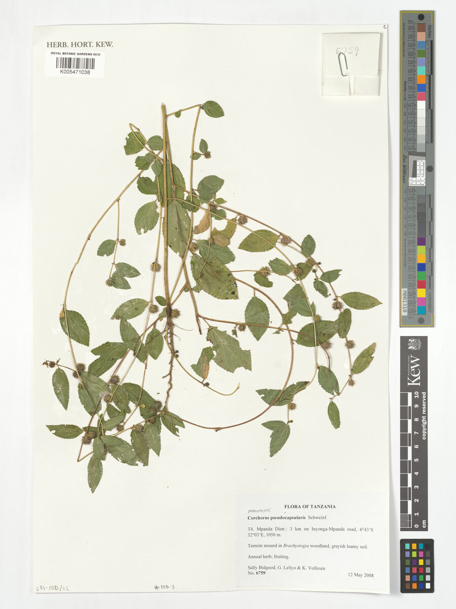 Corchorus pseudocapsularis — photo