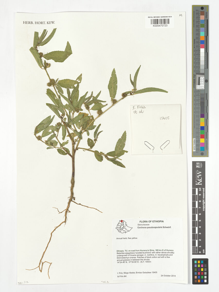 Corchorus pseudocapsularis