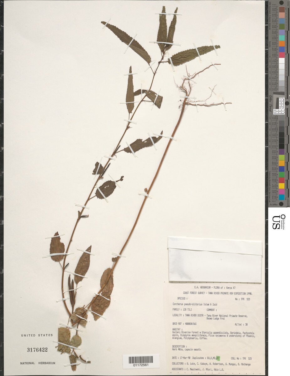 Corchorus pseudoolitorius — photo