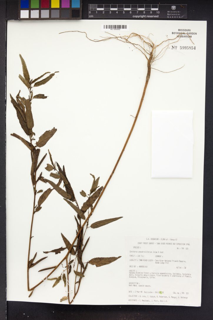 Corchorus pseudoolitorius — photo