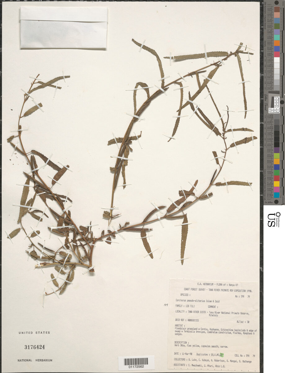 Corchorus pseudoolitorius
