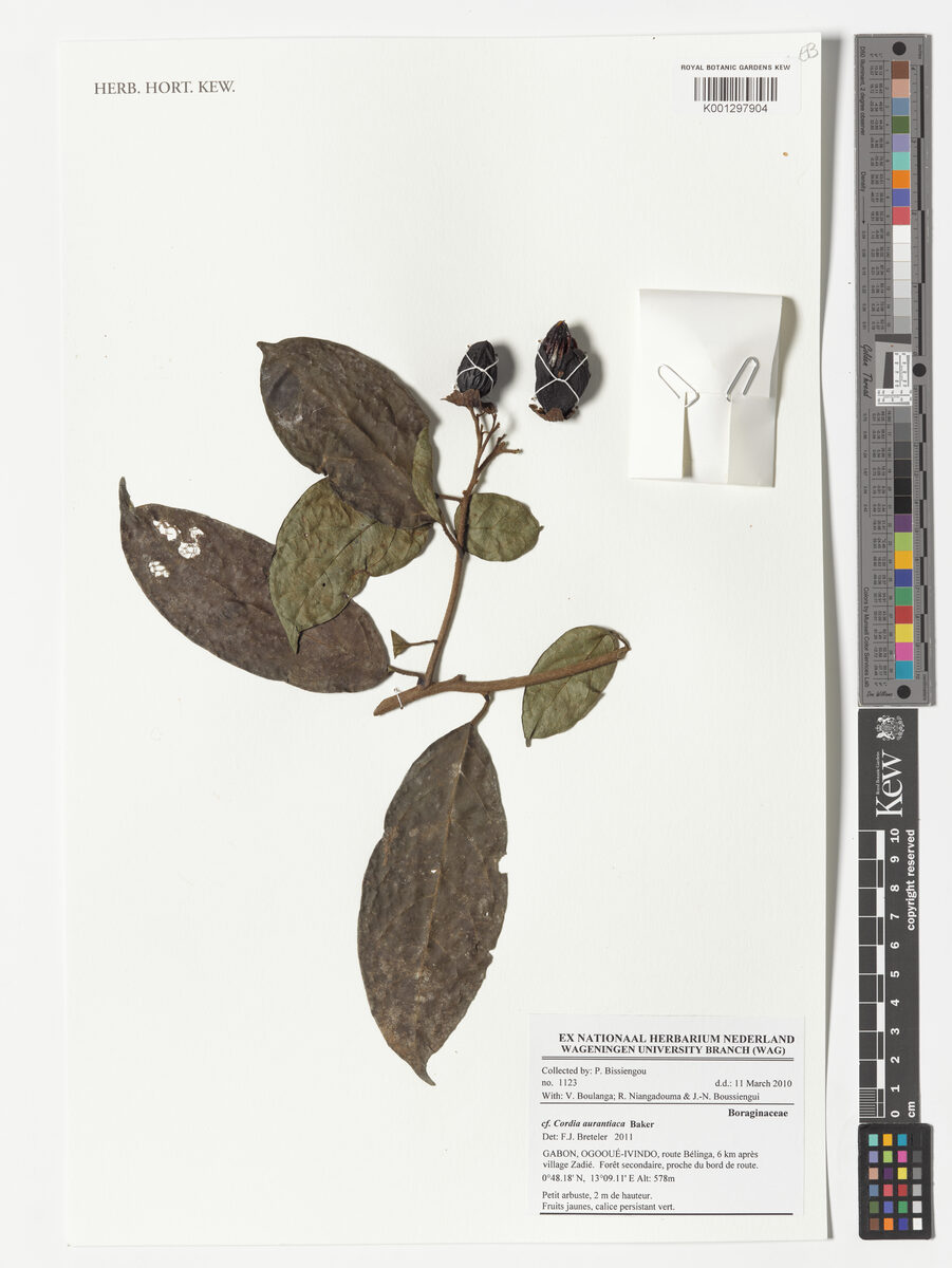Cordia aurantiaca (Idumuye) — photo