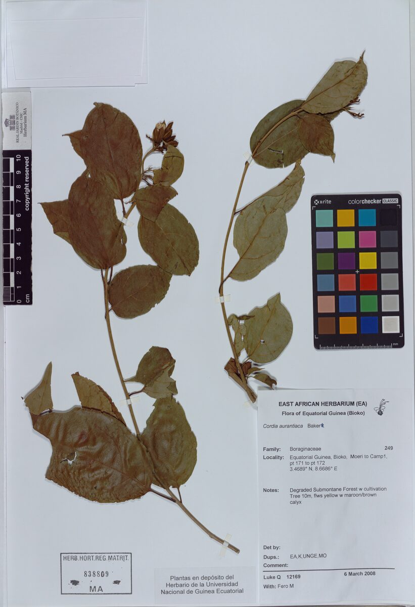 Cordia aurantiaca (Idumuye) — photo