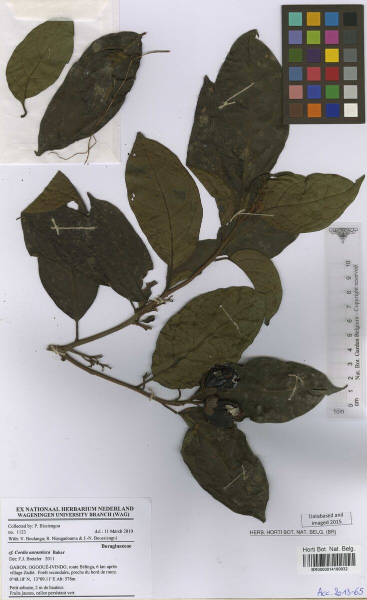Cordia aurantiaca