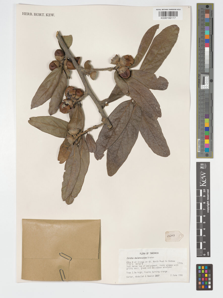 Cordia balanocarpa — photo