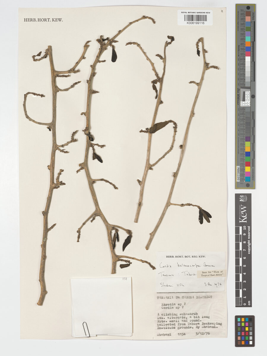 Cordia balanocarpa — photo